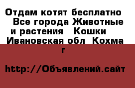 Отдам котят бесплатно  - Все города Животные и растения » Кошки   . Ивановская обл.,Кохма г.